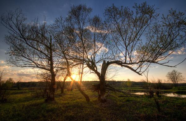 Trees almost cut down by beavers...